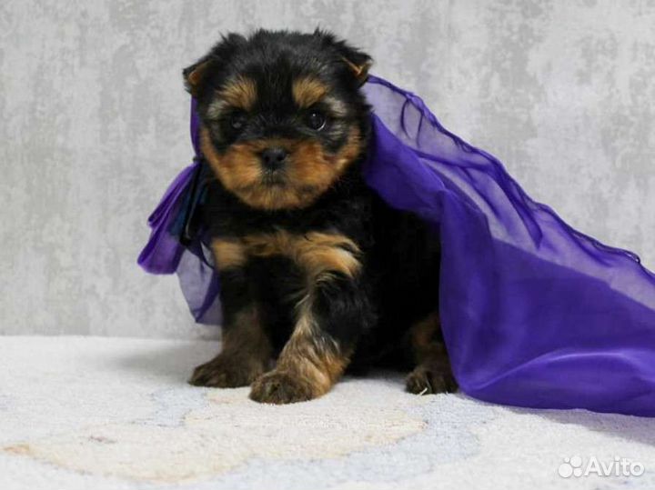 Йоркширский терьер щенки