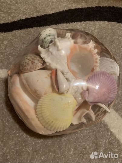 Большой набор ракушек для интерьера