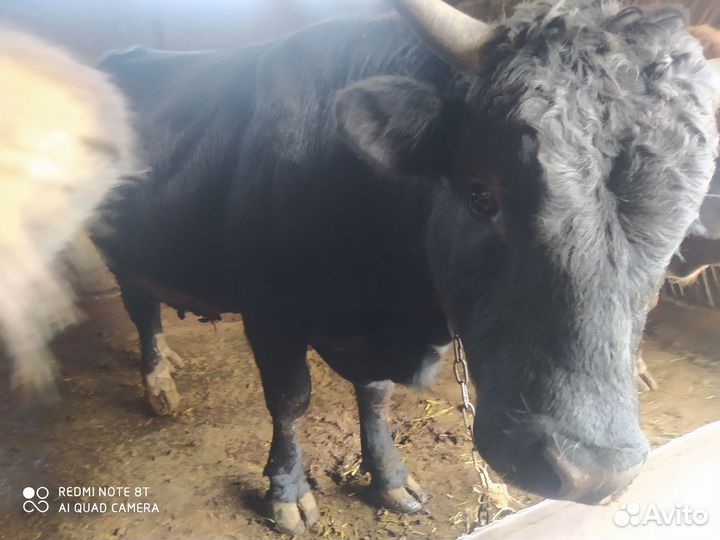 Быки на мясо или на племя