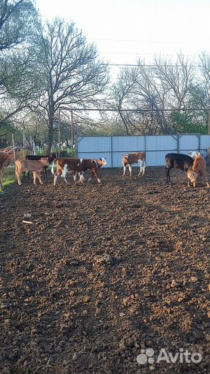 Коровы дойные молочные