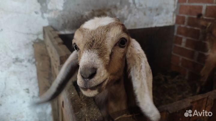 Альпийско-нубийские козлята