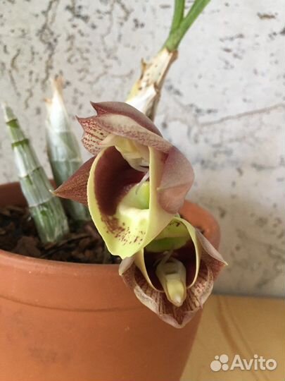 Цветущая орхидея 