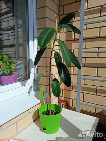 Фикус каучуконосный большой
