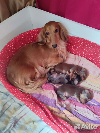 Длинношерстная миниатюрная такса