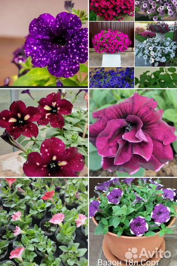 Петуния вегетативная круглый год