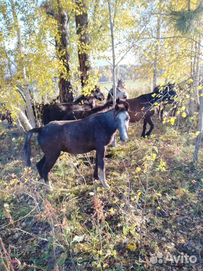 Орловской породы