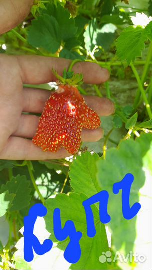 Саженцы клубники