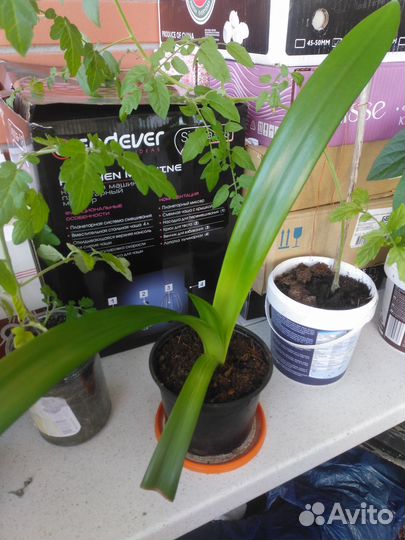 Гиппеаструм