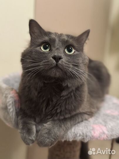 Котик Боня ищет кошечку для вязки