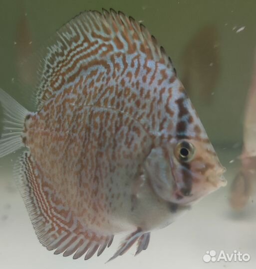 Пантера дискус