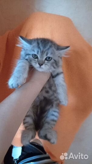 Сибирская кошечка