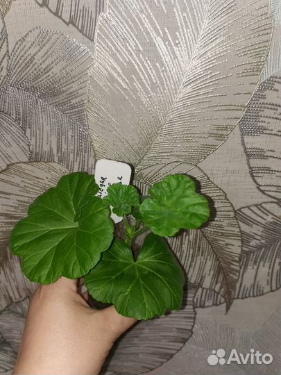 Пеларгония antique rose