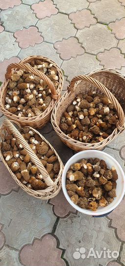 Сморчки свежие