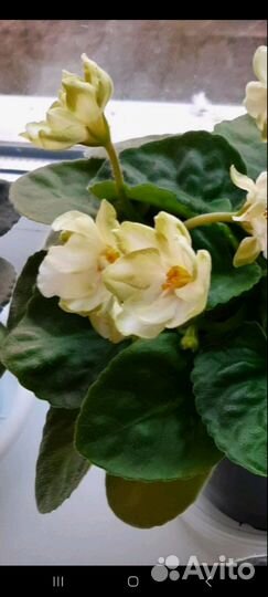 Сортовые фиалки