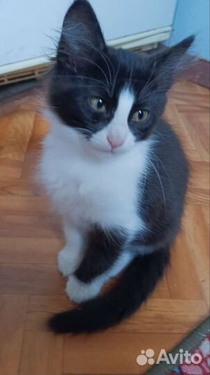 Котёнок, девочка, два месяца