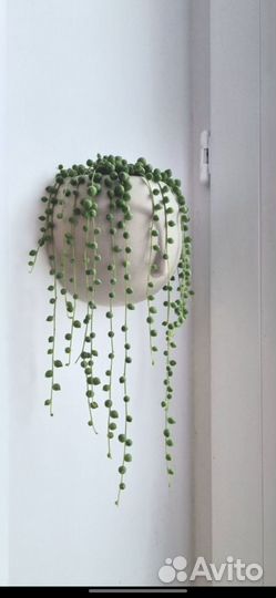 Крестовник Роули