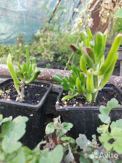 Красула толстянка хоббит