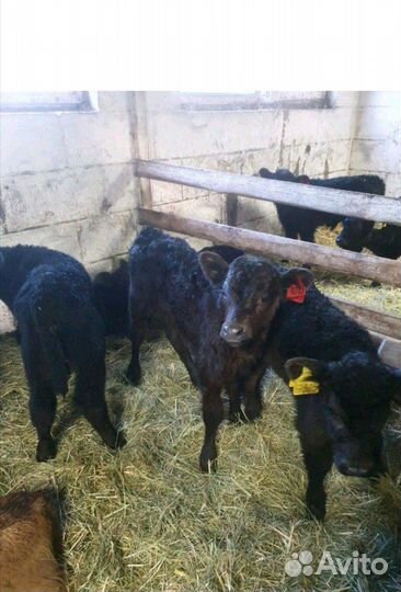 Телята. Бычки