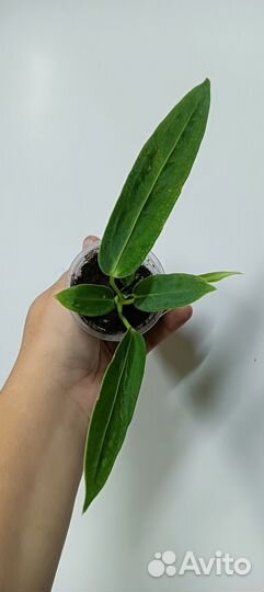 Антуриум варока