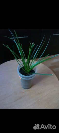 Зефирантес розовый и белый