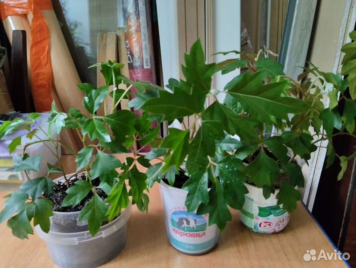 Циссус березка