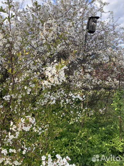 Вишня родительская