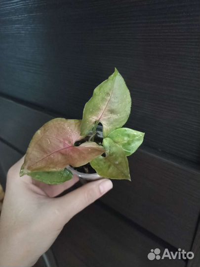 Сингониум шоколад