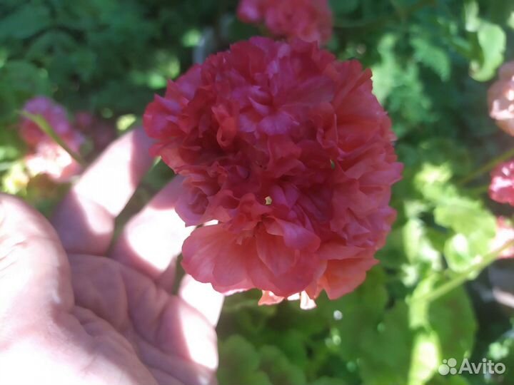 Сортовые пеларгонии