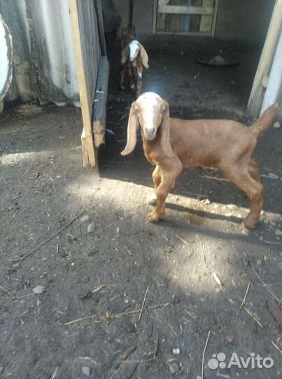 Нуба-битал козлик обмен