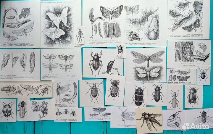 Ботаническиие наборы чёрно белые, насекомые