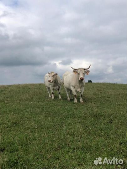 Племенной бык шароле