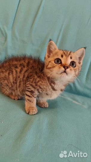 Шотландские котята