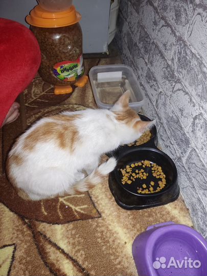 Рыжий котенок