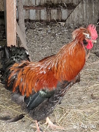 Куры и петухи домашние