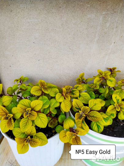 Плектрантус