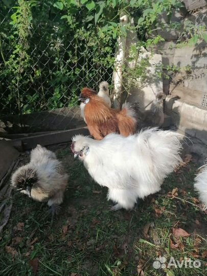 Продам кур китайских шелковых