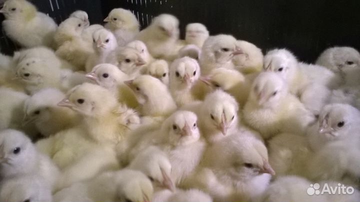 Молодняк птицы