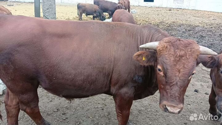 Бычки и быки