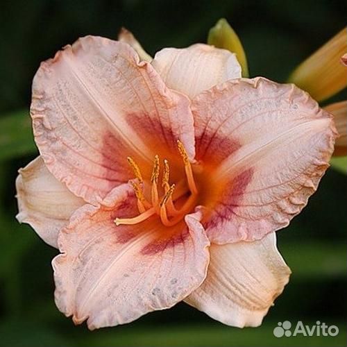 Лилейник гибридный Longfields Glory Саженцы, Расса