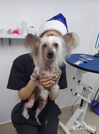 Груминг, стрижка собак и кошек