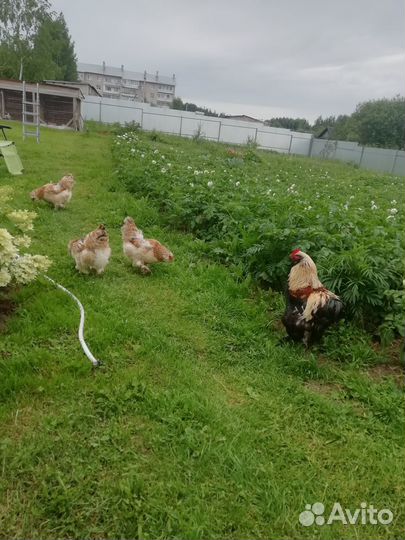 Семья куриц Фавероль