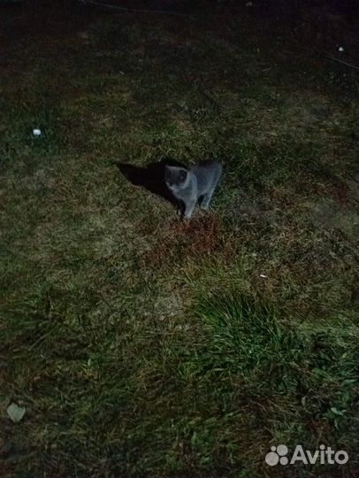 Британец ищет хозяев