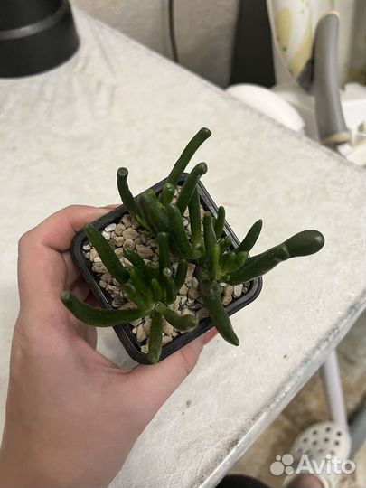 Красула хоббит