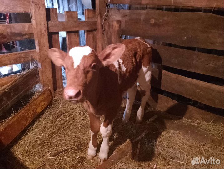 Корова с бычками