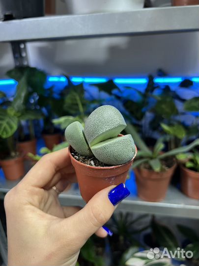 Плейоспилос Нелли,котиледон Вариегатный