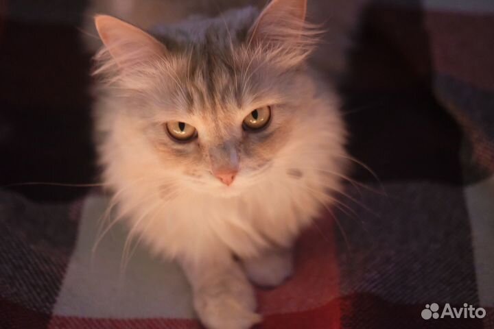 Умный домашний котик в самые добрые руки