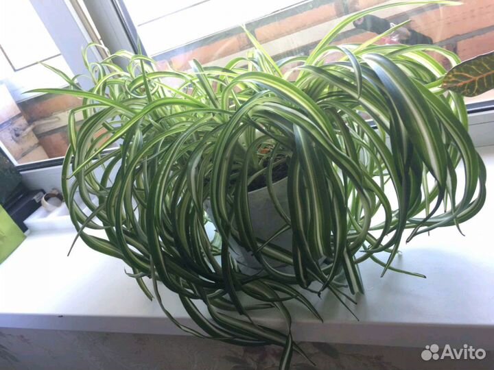 Хлорофитум кудрявый -Бонни