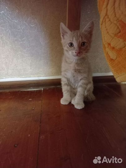 Кошка в дар бесплатно