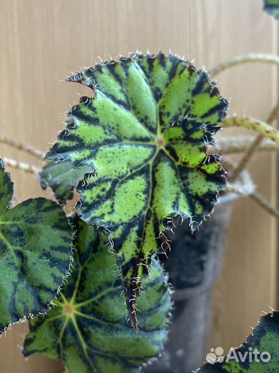 Бегония тигровая (Бауэра)