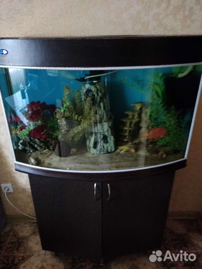 Аквариум